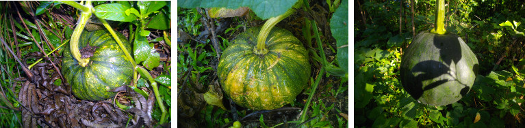 Imags of squash growing in tropical garden