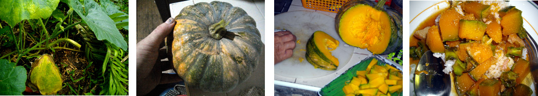 Images of tropical backyard squash cooked and eaten