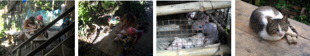 Images of piglets being castrated in tropical backyard