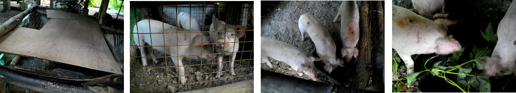 Images of tropical backyard piglets
        one day after castration