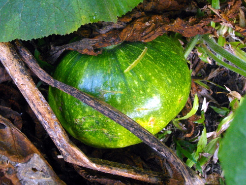 Image of squash growing in tropical
        backyard