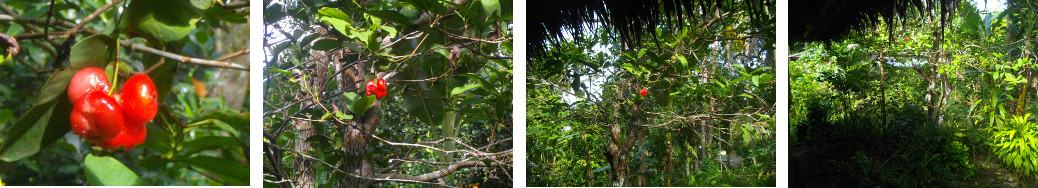 Images of a small bunch of fruit on a fairly large tree
