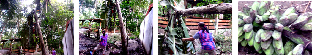 Imagws of bananas being harvested