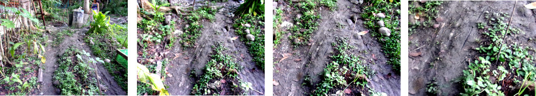 Images of garden patch damaged by
          builders