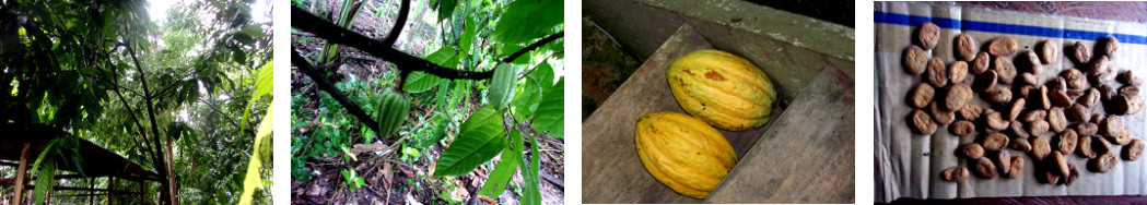 Images of Cacao beans