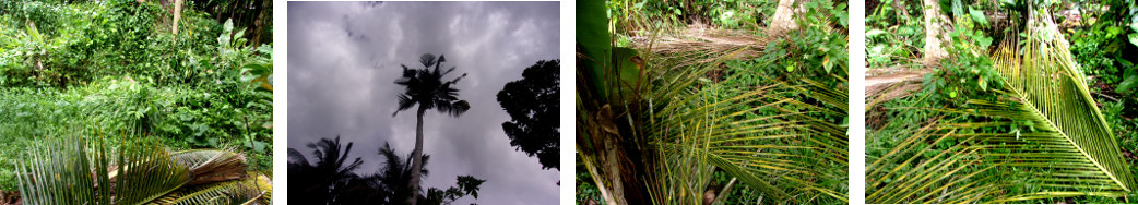 Images of debris from Coconut trees after being
        harvested and trimmed