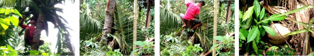 Images of coconut trees beingtrimmed and harvested