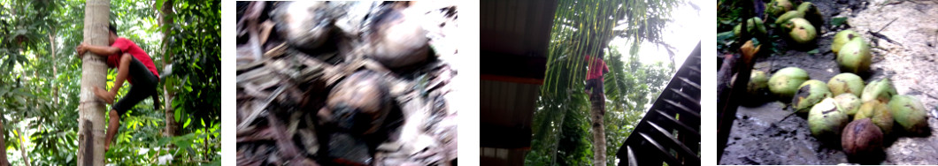 Images of coconut trees being trimmed and harvested