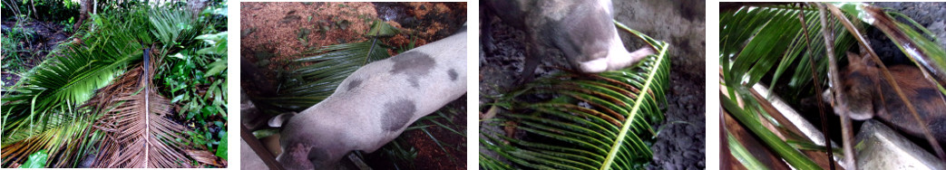 Images of coconut branches fed to pigs