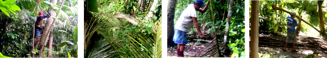 Images of debris from Coconut trees being harvested and
        trimmed