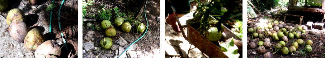 Images of processed debris from
        Coconut trees after being harvested and trimmed