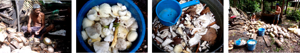 Images of men making copra in tropical
        backyard