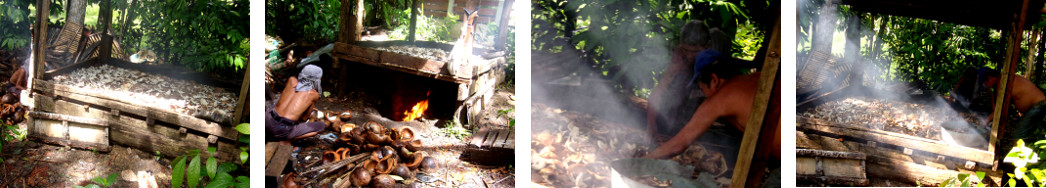 Imags of men drying copra