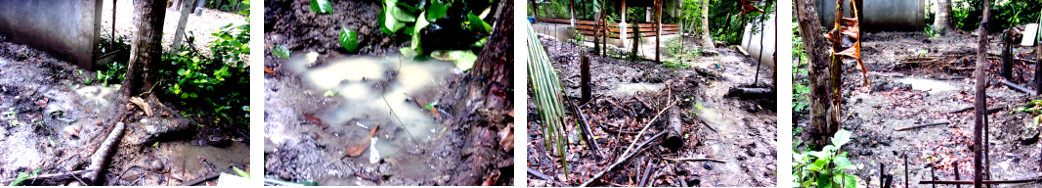 Images of flooding in tropical backyard