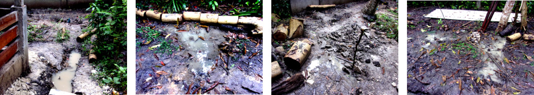 Imges of flooding in tropical backyard