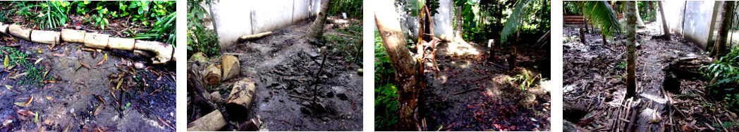 Images of dry areas in tropical
        backyard that were flooded yesterday