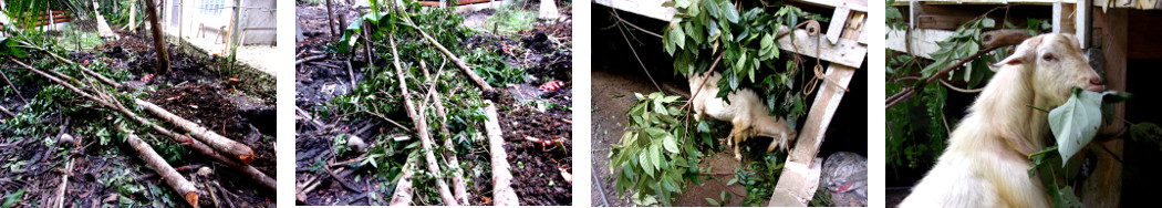 Images of tropical backyard goat being fed with garden
        debris