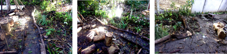 Images of tropicalbackyard garden paths bordered with
        scrap wood