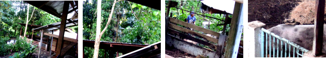 Images of tropical backyard Pig upset by tree felling