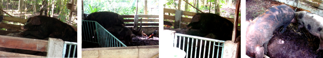 Images of tropical backyard boar with sow