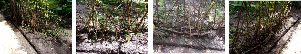 Images of beans planted in tropical
        garden plot devastated by builders