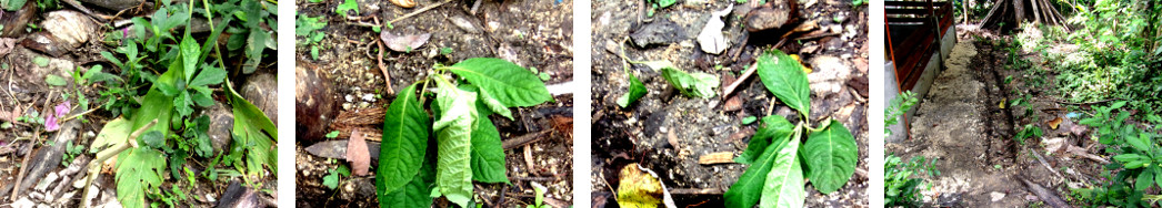 Images of tricanthera cuttings planted in tropical
        garden plot devastated by builders