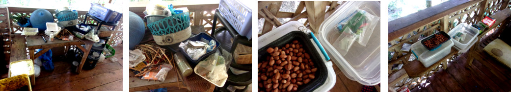 Images of seed table being cleaned up after it was
        attacked by both cats and chickens