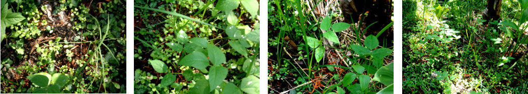 Images of sprouting seeds in tropical
        backyard patch