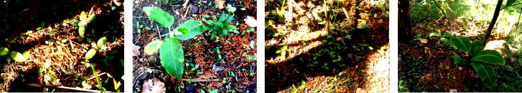 Imags of seedlings sprouting in tropical backyard garden
        patch