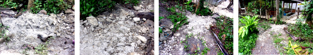 IMages of cement sludge left behind by
        builders spread out on tropical backyard garden path