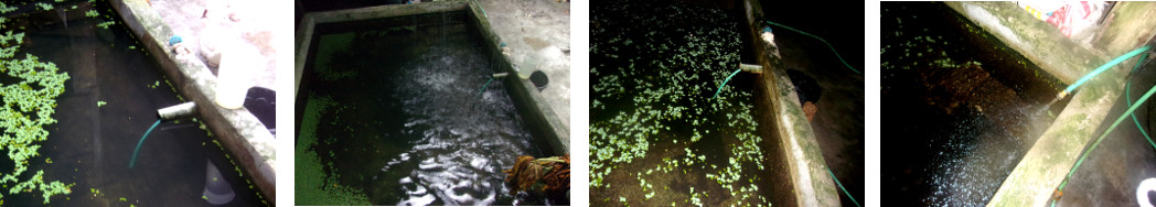 Images of changing water in tropical backyard fishpond