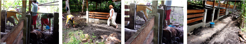 Images of finishing touches to new tropical backyard pig
        pen
