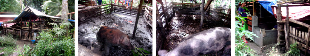 Images of old tropical backyard pig
        pens before demolition