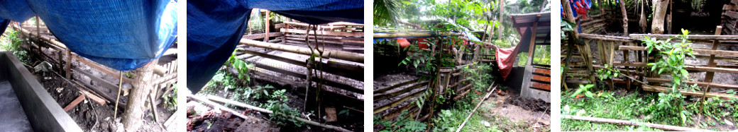 Images of old tropical backyard pig pens before
        demolition