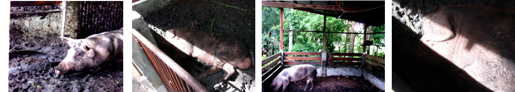 Images of contented tropical backyard pigs