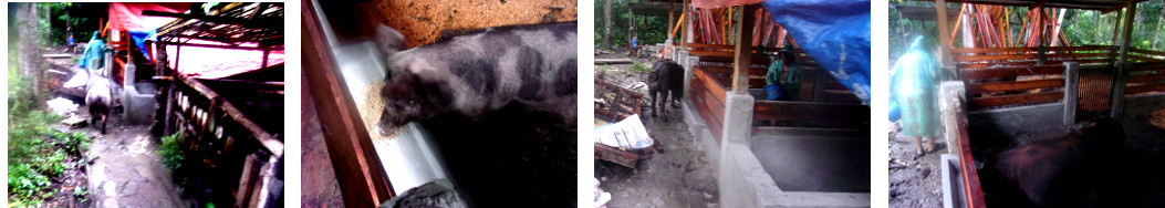 Ijmages of tropical backyard mpigs being moved to newly
        constructed pen