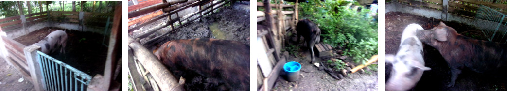 Images of tropical backyard boar
        moving to a new pen