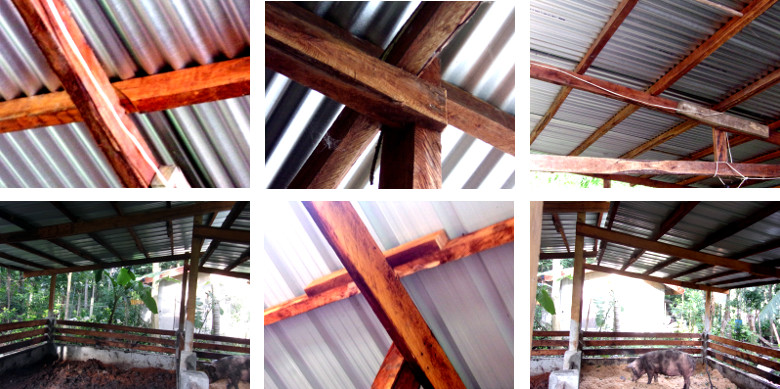 Visua Comparason of rafters in tropical backyard pig
        pens