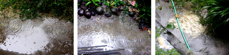 Images of rain in tropical backyard