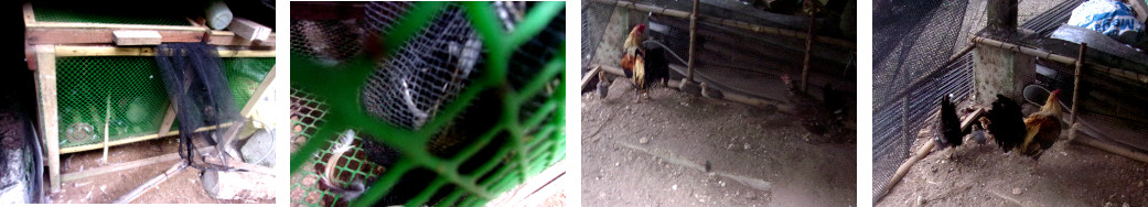Images of tropical backyard rooster