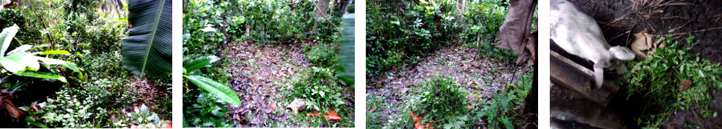 Images of tropical garden patch
        cleared of weeds