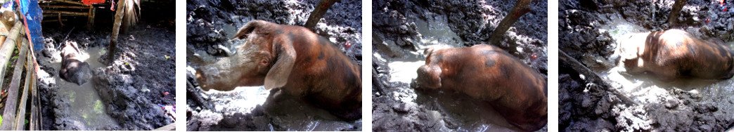Images of tropical backyard boar having a mudbath