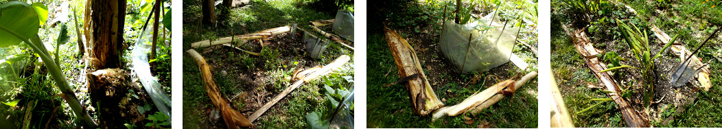 Images of banana trunk used to border
        tropical garden plots