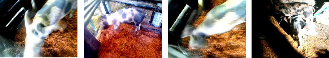 Images of tropical backyard piglets with new
                  sawdust in their pens