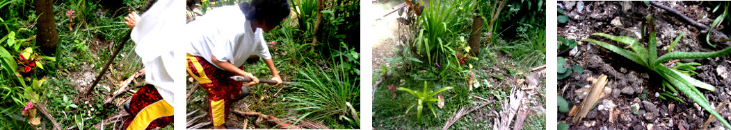 IMagws of planting AloeVera in
        tropical backyard