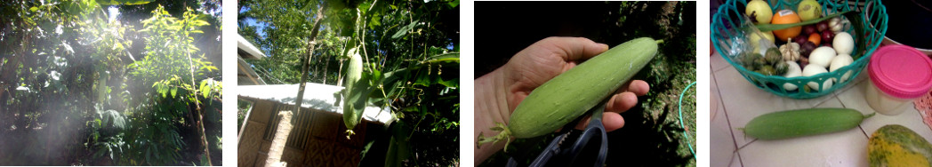 Images of Edible Luffa picked in
        tropical backyard