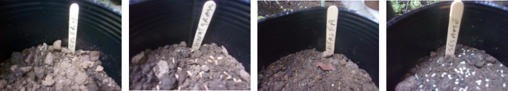 Images of seeds sown in pots
