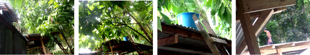 IMages of tropical backyard pigpen
        roof being cleaned and overhanging trees trimmed