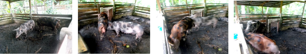 Images of tropical boar and sow just
        after mating