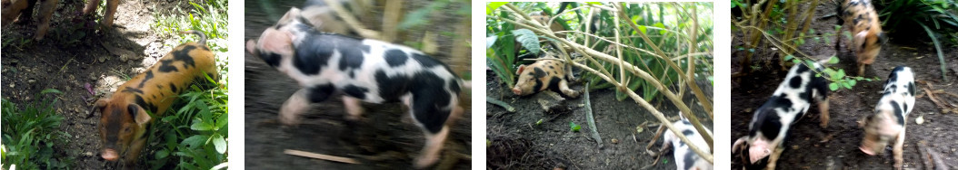 Images of two week old tropical backyard piglets
        exploring the garden